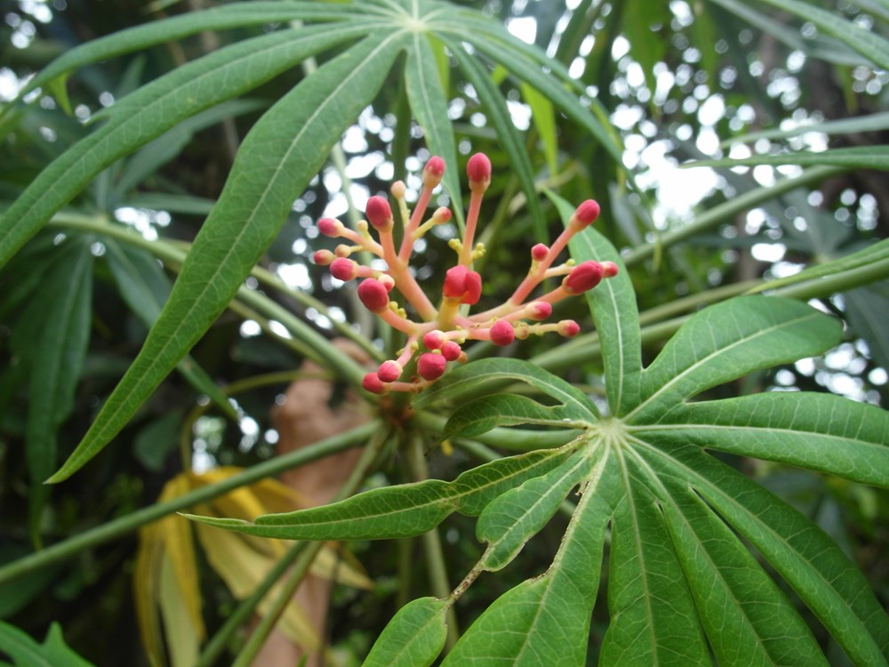 Không có ảnh